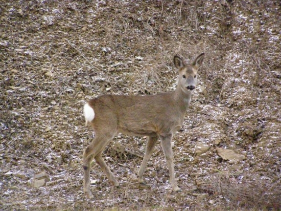 srnčie