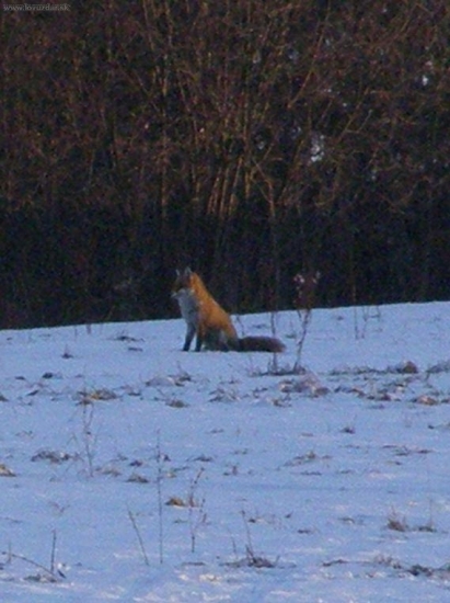 lišiak