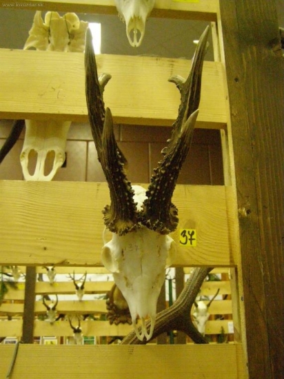 výstava orava HRUŠTÍN