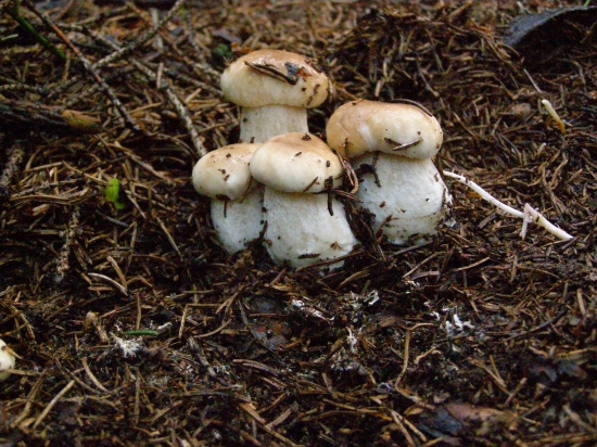 štyria zhavranený bratia