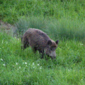 Sám vojak v poli....