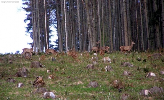 Na rúbaniach