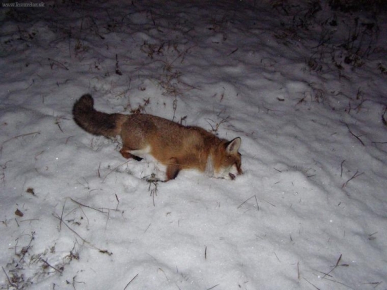 prvá líška z 6,5-ky(náboj RWS 8,2g KS,vzdialenost 80-90m)