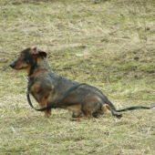 Dnes som dostal od PZ nového kamaráta:)