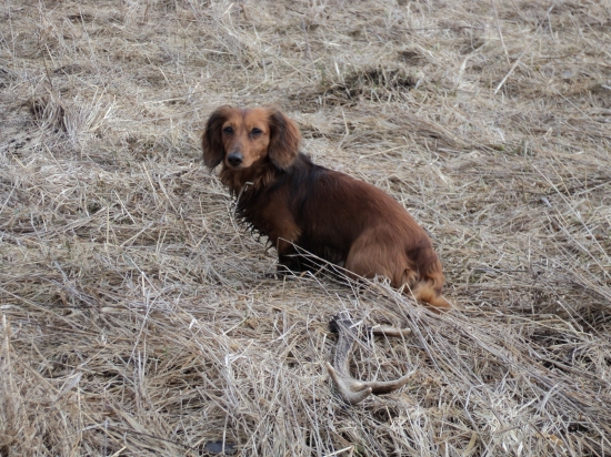 sičí paroh a Čenda