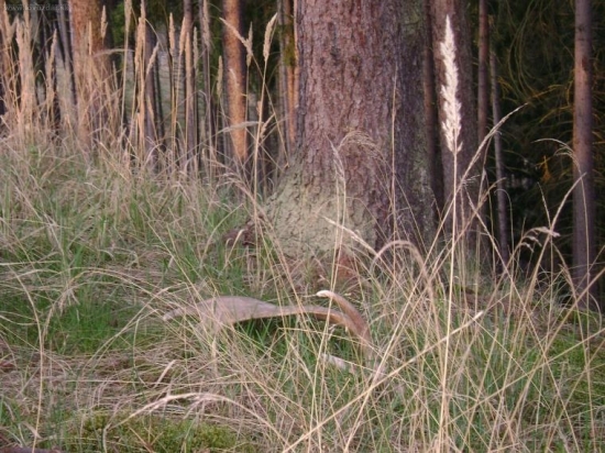 Velikonoční