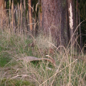 Velikonoční