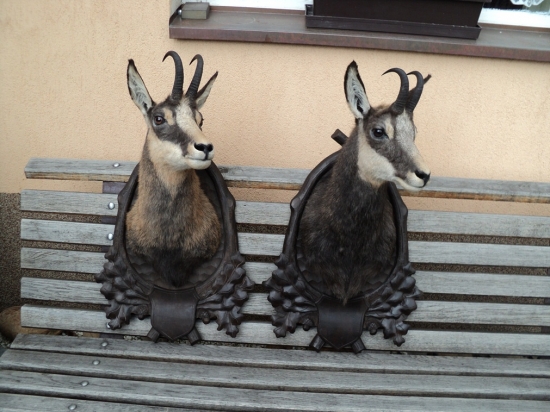 Těšení na preparaci skončilo už jsou doma.