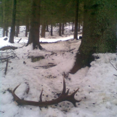 kamarád Šumava