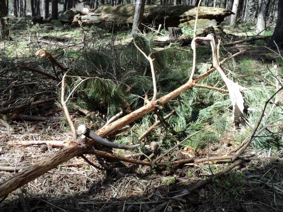 Jeden takový a druhý makový