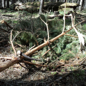 Jeden takový a druhý makový