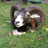 Kamarádi ze Slovenska na Křivoklátě