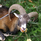 Kamarádi ze Slovenska na Křivoklátě