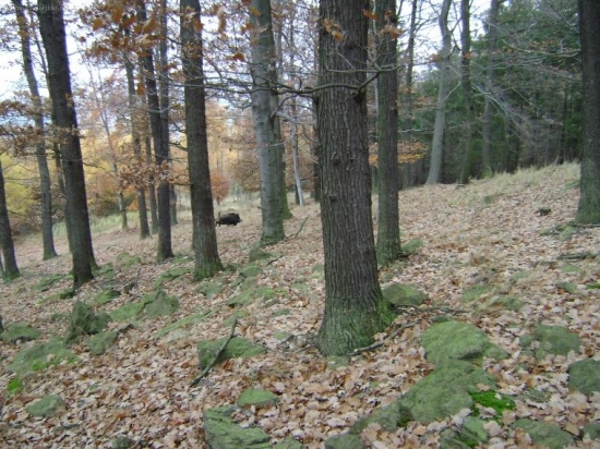 v leči