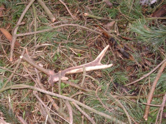 První letošní sika