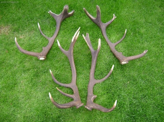 2 letošní páry Pavla a můj.