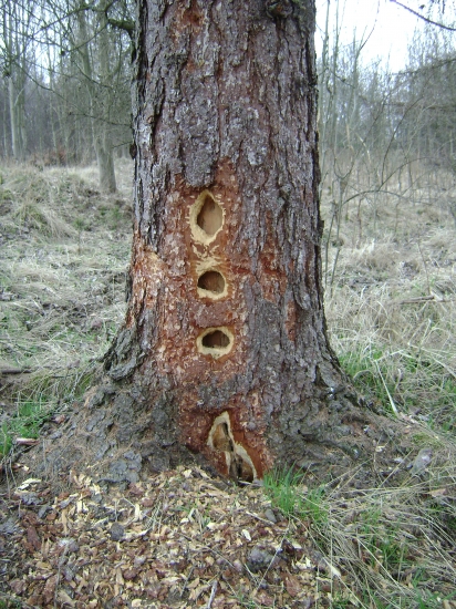 Kolik tam bude partají?