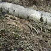 sika