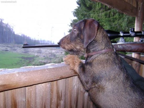 divočák na dostřel