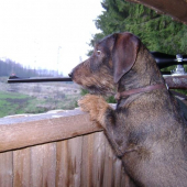 divočák na dostřel