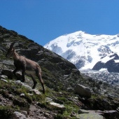 kozorozec pod Mont Blancom