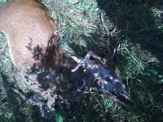 podla smradu najdeny