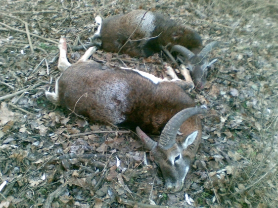 nechtiac dvaja na ranu