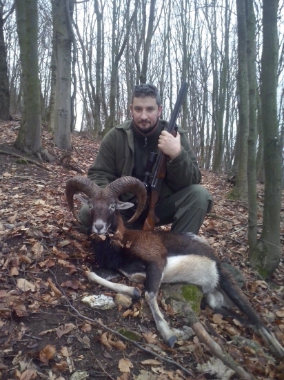 muflon