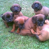 moje male klbka :), minulorocny vrh