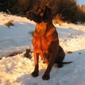 Dianka