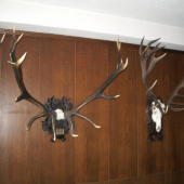 Trofej neznámeho strelca