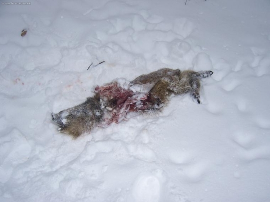 V obore sa asi niečo deje II ...