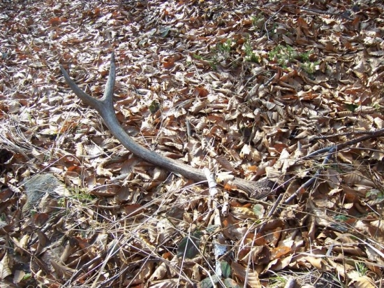 Tohoto roku , ale minuloročný