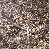 Tohoto roku , ale minuloročný