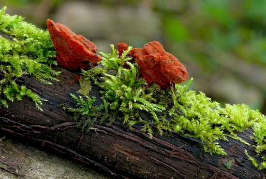 Červenica rumelková