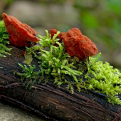 Červenica rumelková