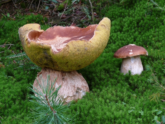 Inšpirácia pre klobúkarov