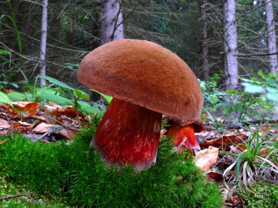 Hríb zrnitohlúbikový?