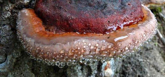 Jeden stromový-detail