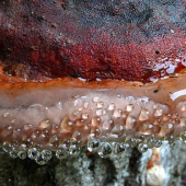 Jeden stromový-detail