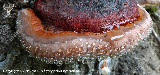 Jeden stromový-detail