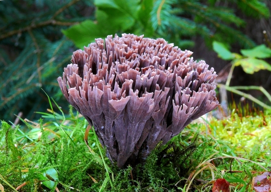 Plesňovka smradľavá