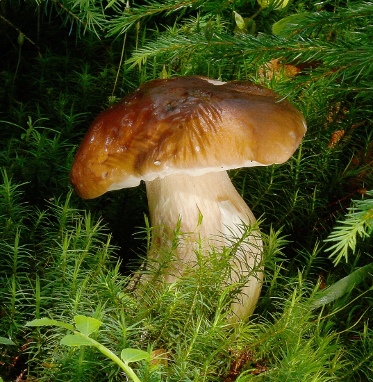 V posledných lúčoch