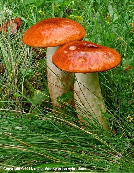 Kozáky