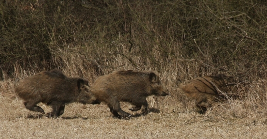 išli dušu vypustiť.....