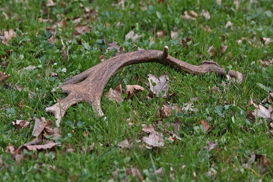 môj prvý dančí...