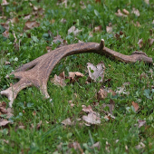 môj prvý dančí...