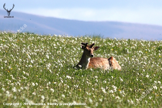 pohoda s plným bruškom