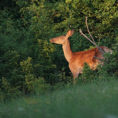 na mladých lístkoch