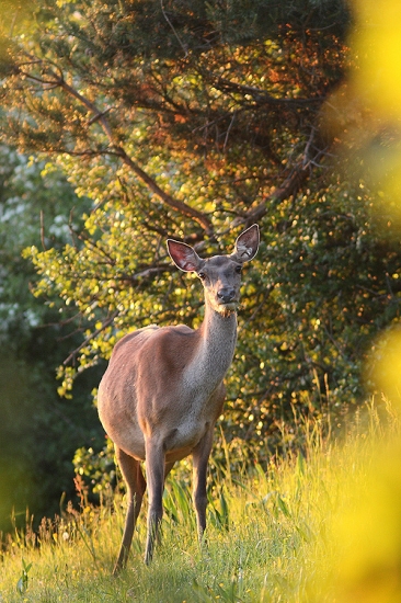 podvečerná pri zapadajúcom slniečku....